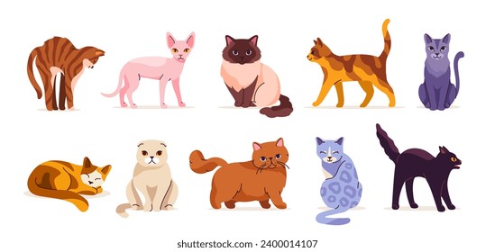 Un conjunto de gatos lindos. Animales domésticos de diferentes razas. Egipcio y doblado gatito. Sentadas, tumbadas y caminando mascotas con lana colorida. Colección vectorial plana de dibujos animados aislada en fondo blanco