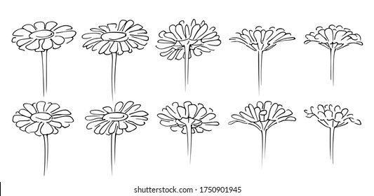 Set of cute chamomiles in different foreshortening, black and white freehand drawn sketch