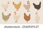 Set of Cute Chickens Illustration. Hand Drawn Farm Animals.