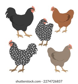 Set cute chickens isolated on white. Colorful hen and rooster. Vector graphic illustration