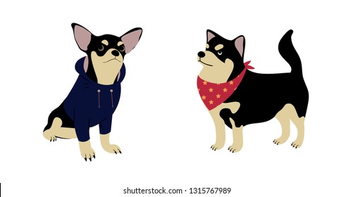 Set of cute chihuahua dogs in funny dog clothes, vector animals