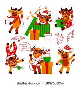 Set of cute Christmas bulls. Happy New Year. Cartoon. Symbol of the Chinese New year. Christmas card. 2021. Flat vector illustration on isolated on white background.