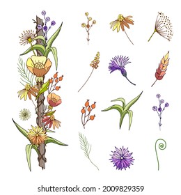 Set of cute colored herbs, leaves and flowers. Elements for your design, frames, cards, wreaths, seamless patterns.