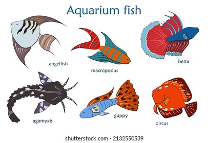 Set with cute and colorful aquarium fish.