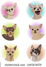 Set of cute colorful chihuahua faces for stickers or posters, funny animals realistic flat vector collection.