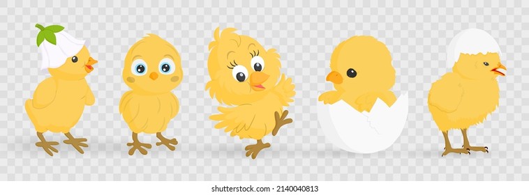 Set of cute colorful Easter chicks, Easter symbol vector collection. Collection of cartoon easter chiken baby, spring festive animals. Vector illustration on PNG background. 