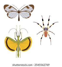 Set of cute, colorful insects. Golden silk orbweaver, Greta oto (Glasswing butterfly), Golden Umbrella Stick Insect. Vector illustration, icon set.