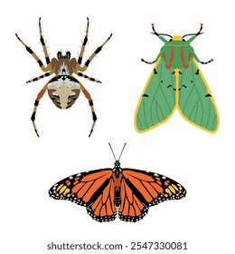 Set of cute, colorful insects. Spotted Orb Weaver Spider, Monarch butterfly, Chlorhoda viridis. Vector illustration, icon set.