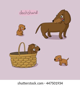 Set of cute dachshund illustration in different poses. Portrait of a dog for decoration and design. Hand drawing isolated objects. Vector illustration. 
A puppy in a basket. 