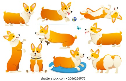 Set of cute dogs breed Welsh Corgi Pembroke on white background. A domestic pet, a happy royal animal for girls. Funny Red haired puppy looks like a fox. Vector illustration.