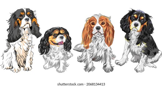 SET of cute dogs Cavalier King Charles Spaniel breed