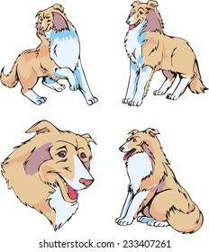 Set of cute dogs - Collie breed. Vector illustrations.
