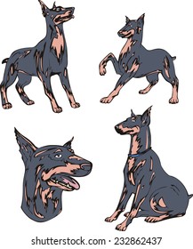 Set of cute dogs - Doberman Pinscher breed. Vector illustrations.