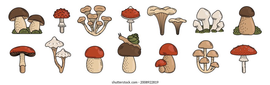 Set of cute doodle mushrooms. Edible and Poisonous mushrooms, fly agaric, toadstool, porcini mushroom. Vector hand illustration