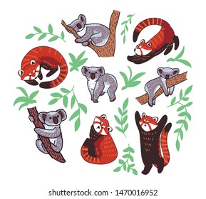 Set of cute doodle red pandas and koala bears in different poses. Vector illustration of animal characters isolated on white background.