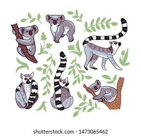 
Set of cute doodle ring-tailed lemurs and koala bears in different poses. Vector illustration of animal characters isolated on white background.