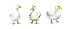 Set Of Cute Duck Watercolor Isolated On White Background. Vector Illustration