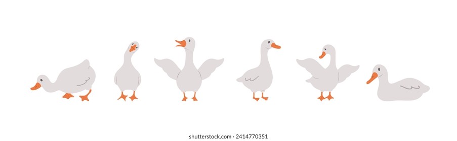 Set of cute farm gooses. Domestic and wild ducks on white background. Agriculture birds. Rural wildlife. Perfect for logo, greeting card and wrapping paper. Vector illustration in flat cartoon style.