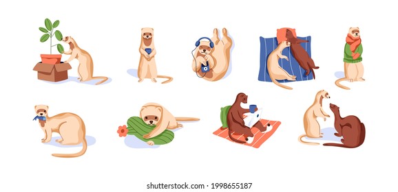 Set of cute ferrets resting, eating, listening to music and lying. Scenes with funny weasels. Happy adorable animals. Colored flat vector illustration of sweet minks isolated on white background.