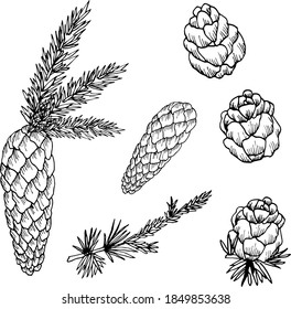 Set Cute Fir Pine Cones Branches Stock Vector (Royalty Free) 1849853638 ...