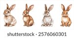 Set of cute fluffy gray hares watercolor png. Symbol of Easter etc. Wild hares watercolor. Vector illustration.