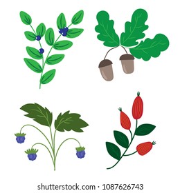 Set of Cute forest plants design elements. twigs with leaves and berries, rose hip, hawthorn, blueberry, BlackBerry, raspberry . Vector illustration in flat design.