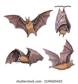 Set cute fruit bats flying fox in various positions isolated white background  Hand drawn art in watercolor realistic style  