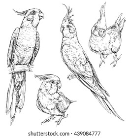 Set of cute funny cockatiel parrots. Vector illustration