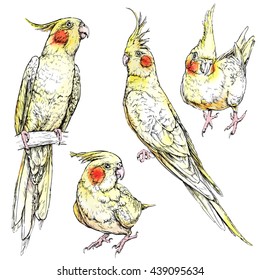 Set of cute funny cockatiel parrots. Watercolor style vector illustration