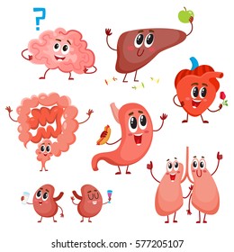 Set of cute and funny healthy human organ characters - heart, lungs, kidneys, intestines, liver, stomach, brain, cartoon vector illustration isolated on white background. Human organ characters