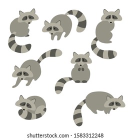 Set of cute grey flat raccoons in various poses. Flat vector illustration, animals, isolated on white.