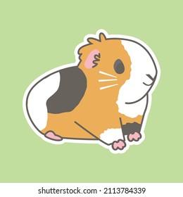 Set of cute guinea pig. Ginger, black, white color. Vector illustrations.