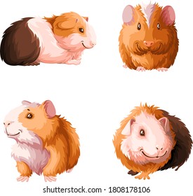 Set of cute Guinea pigs.