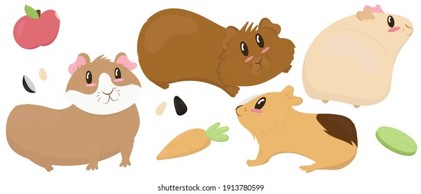 set of cute guinea pigs - beige, brown, ginger, smooth-haired and shaggy, cute pet rodent, vector illustration in flat style