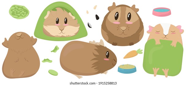 set of cute guinea pigs - beige, brown, house, tent, sleep, rest, blanket, green, bowl, feed, cabbage cute home rodent vector illustration in flat style
