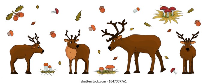 Set of Cute hand drawn cartoon isolated deers with antlers or caribou, mushrooms, leaves, grass, fly agarics, porcini mushrooms, aspen mushrooms, acorn, oak leaves on white background