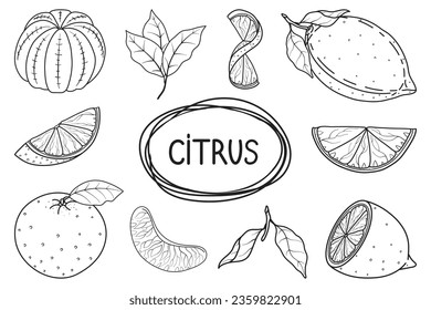 Set of cute hand drawn citrus fruits lemons and oranges. Vector line illustration. Collection of graphic elements for packaging, print, card, fabric, label, wallpaper, textile, wrapping paper, gift.