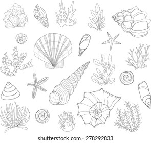 Set of cute hand drawn contour shells and algae. Vector