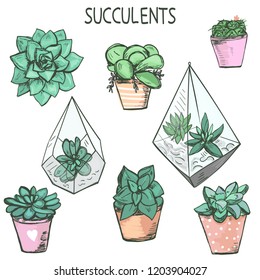 Set of cute hand drawn succulent plants in pots and florrariums in color