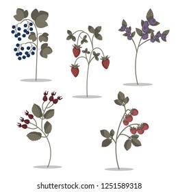 Set of cute isolated berries: raspberry, hedge rose, currant, wild strawberry and blueberry. Pastel colours. White background. Flat cartoon style vector illustration.