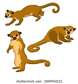 Set of cute kinkajou monkey animal graphic illustration in three different postures in minimal modern style