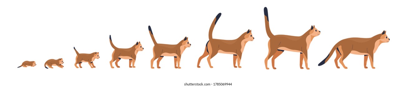 Stages Growth Animal Images, Stock Photos & Vectors | Shutterstock