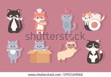 set cute kitty feline animals