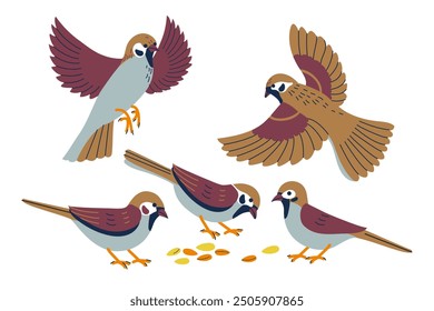 Set of cute little sparrows. Tiny sparrow birds on white background