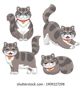 set cute long haired cat in various poses