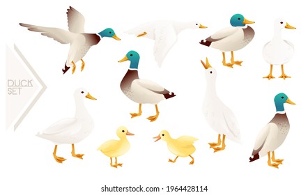 Set of cute mallard duck cute flying goose cartoon animal design vector illustration on white background