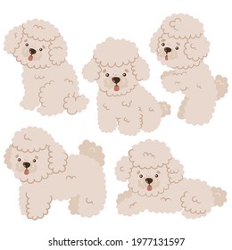 Set of cute mini poodles isolated on white background. Vector graphics.