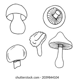 Set cute mushroom in doodle style. Black and white vector illustration. Autumn decoration. Forest mushroom. Isolated on white background. Illustration for coloring pages, sketch, outline