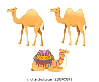 Set of cute one hump camel with bridle and saddle cartoon animal design flat vector illustration isolated on white background