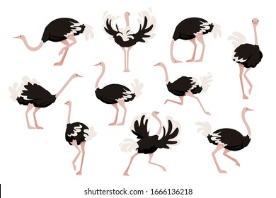 Set of cute ostrich african flightless bird cartoon animal design flat vector illustration isolated on white background